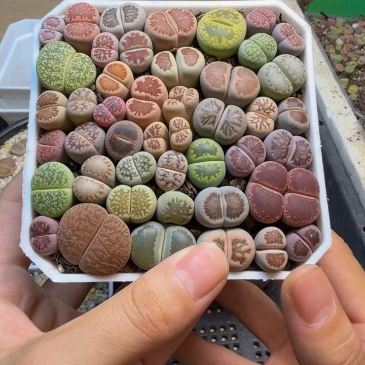 飘***云多肉植物的生长发育94