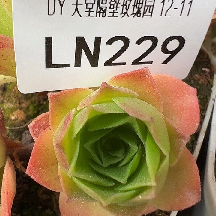 露妮229飞天黄鸿侧芽 下播福利