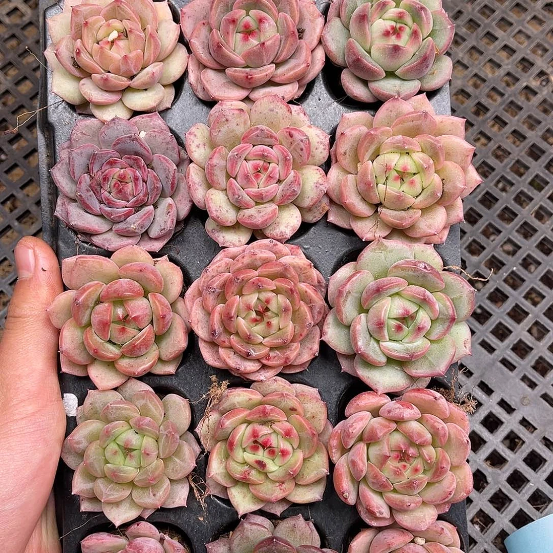 多肉一物一拍16-163