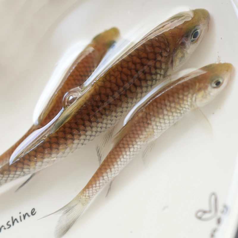 四川清波淡水养殖食用宠物活体