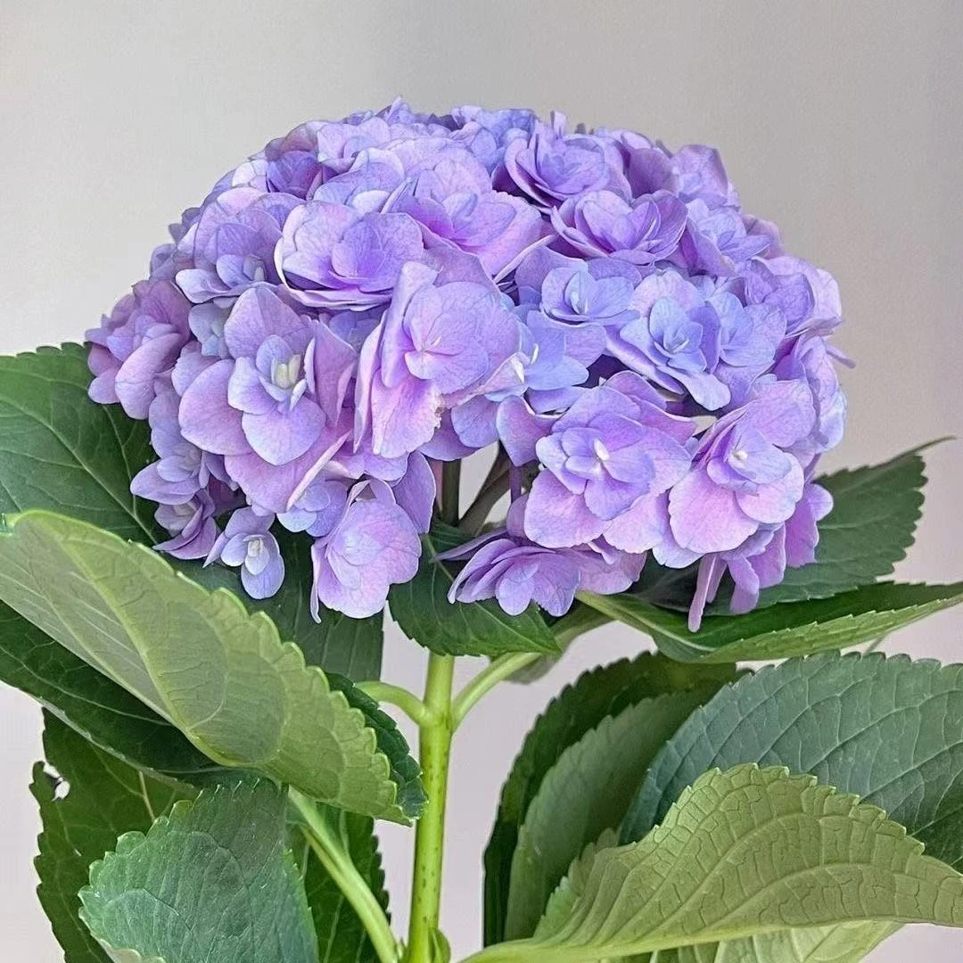 【顺丰包邮】无尽夏绣球花苗大花卉花园庭院植物