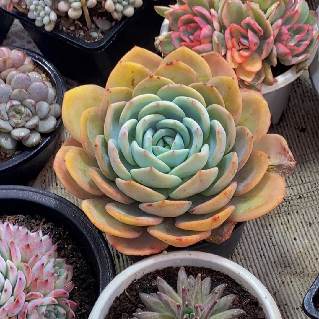 碧**天48包邮一物一拍多肉