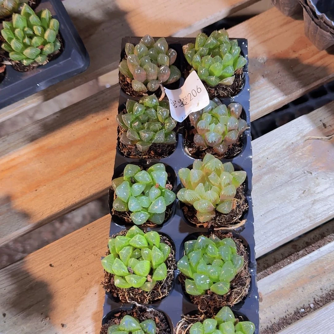 直播福利一物一拍206