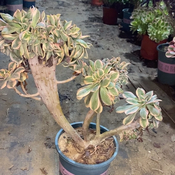 灿烂缀多肉植物27