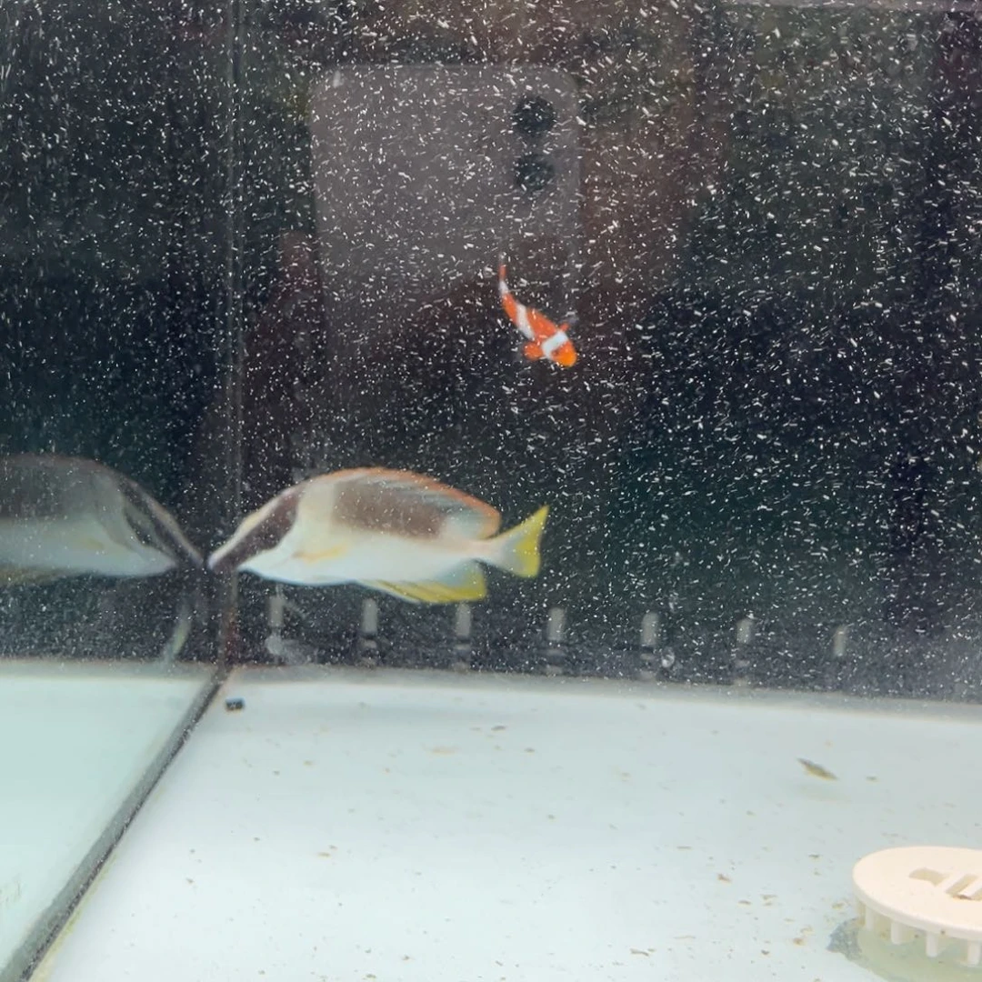 海水鱼七彩狐狸一条