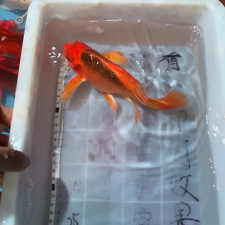 蝴蝶鲤渔场直发09