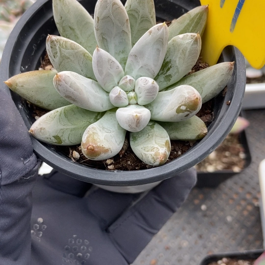 641肚里万多肉植物保护