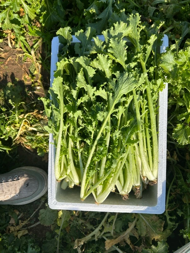 （地头价）露天苔苔菜.现挖现发