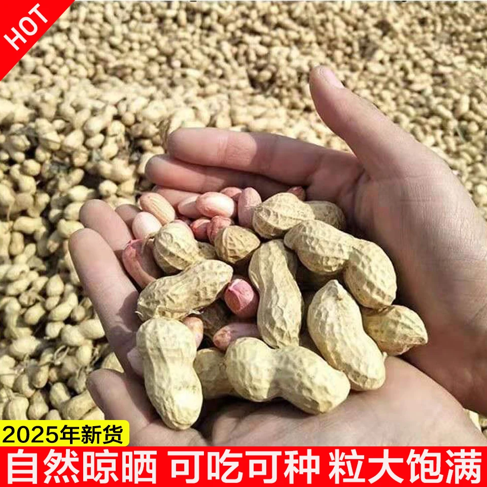 2025自然晒干带壳干花生大粒花生净重包邮农家自种生花生粉皮
