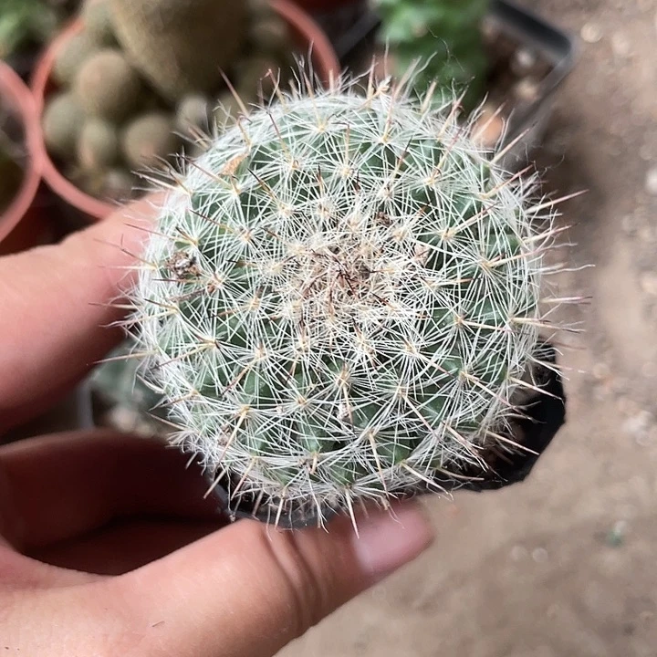 1元1颗玉翁凑单专拍仙人球开花植物