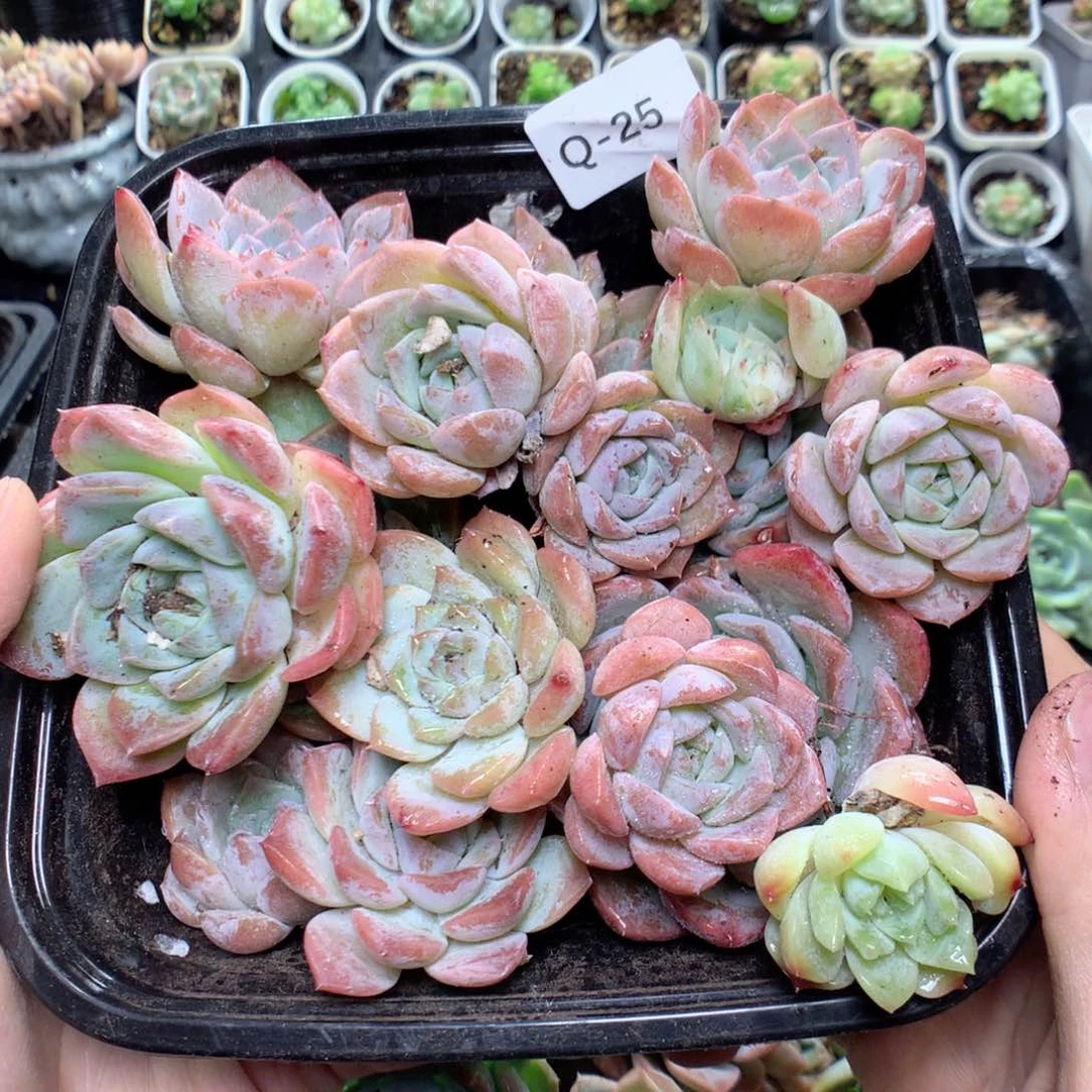 无花朵Q25月英语英语英语英语英语英语