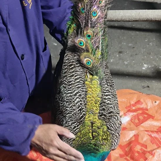 珍珠鸡680蓝公680996