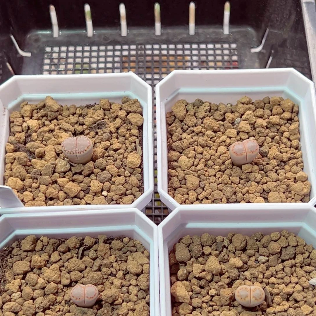 阿****629-129多肉饼干4颗多肉