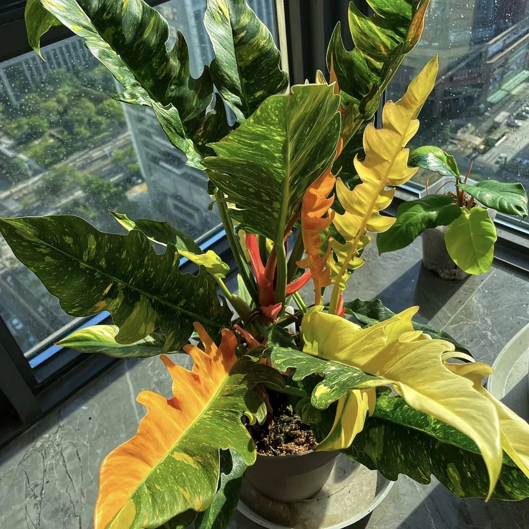 【焦糖火之戒】超级靓！金属质感热植耐热种球多年生懒人绿植