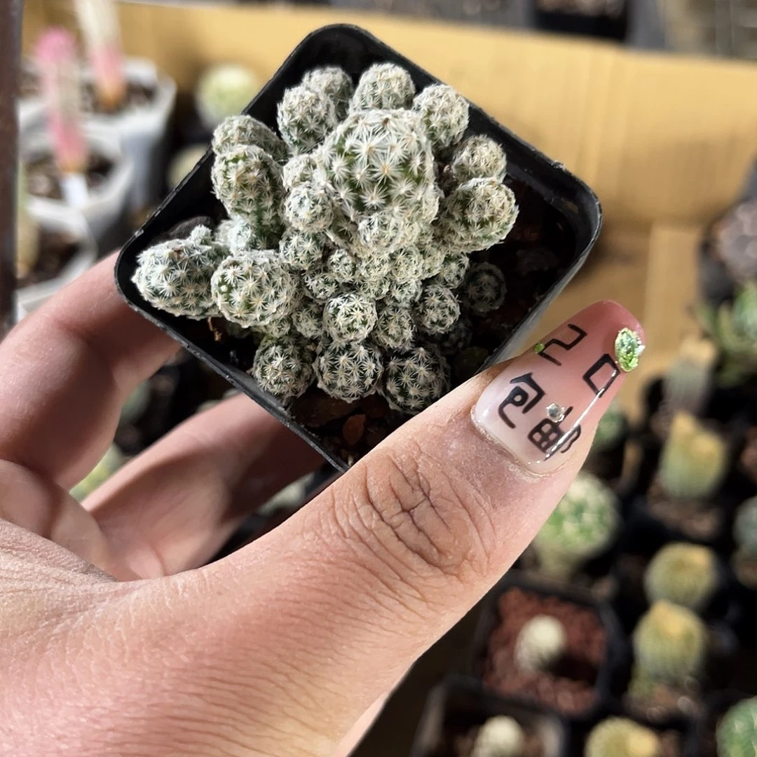 须弥山群生单头发