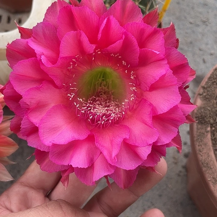 114号摘花脱土发货