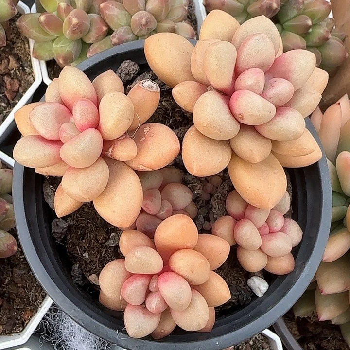 青蛙王子儿童111