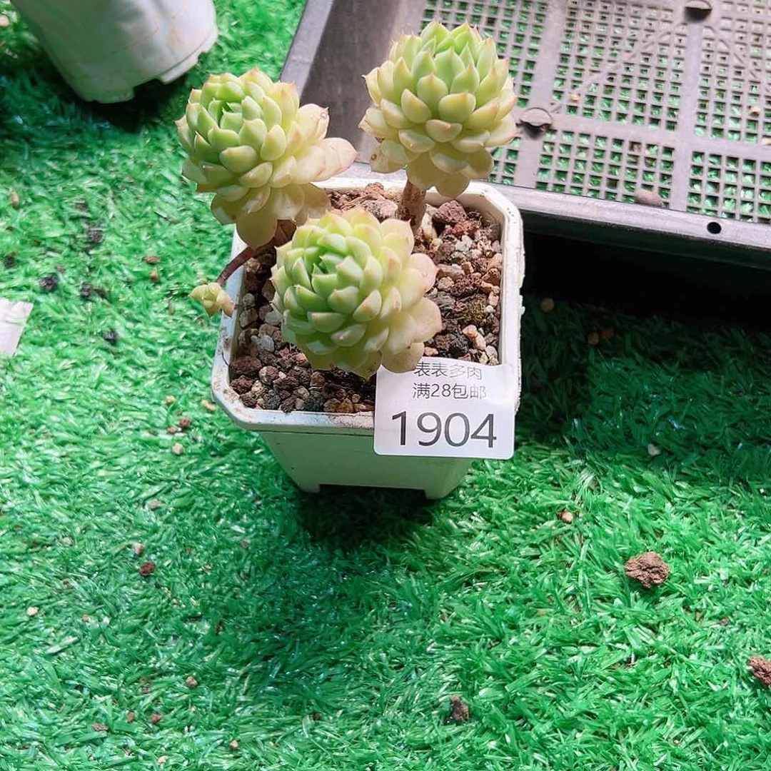 1***翁多肉一物一拍植物1904