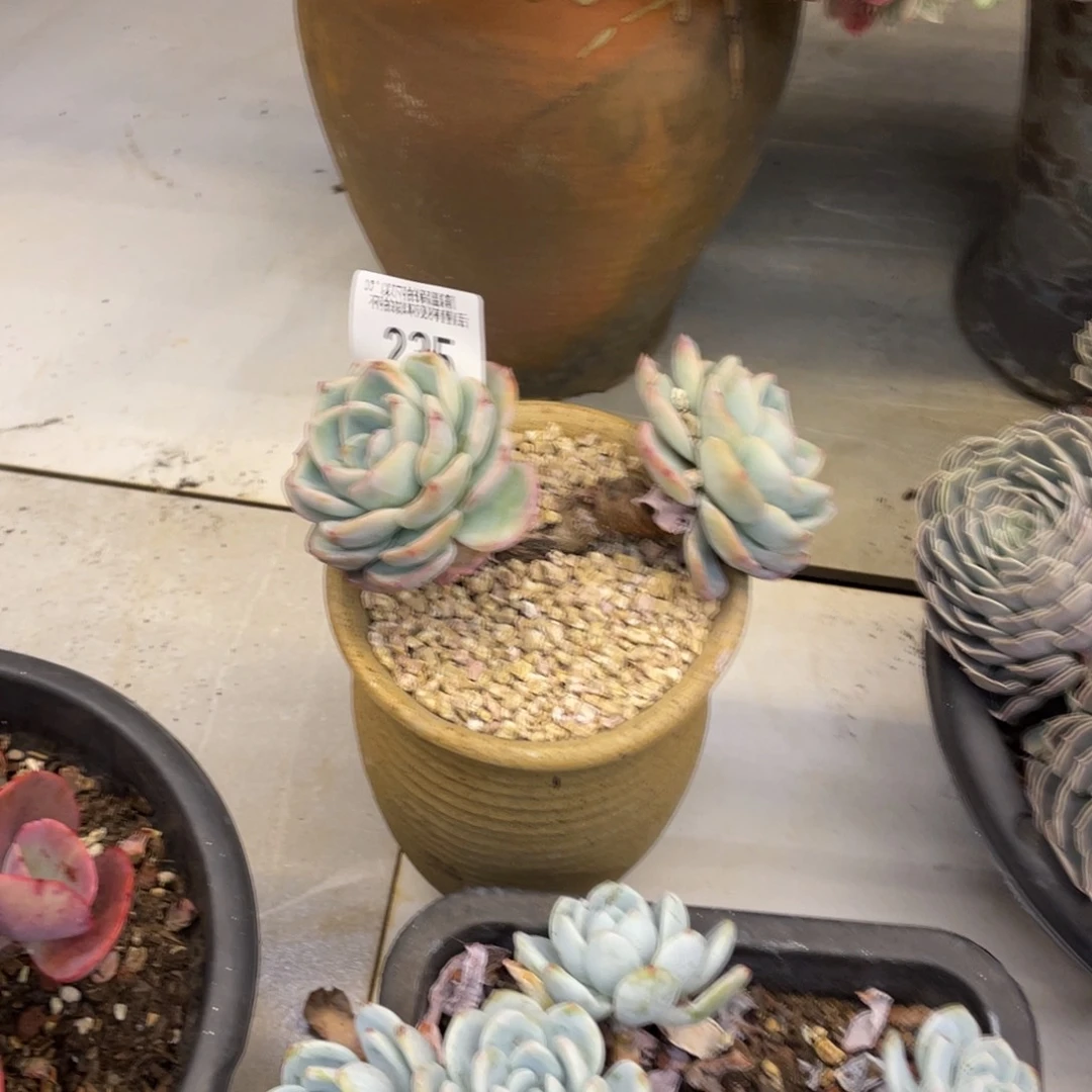 黑大帅多肉235泡芙