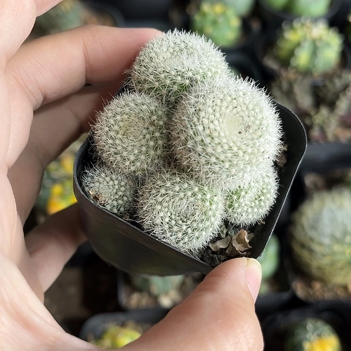 仙人球一物一拍实生33