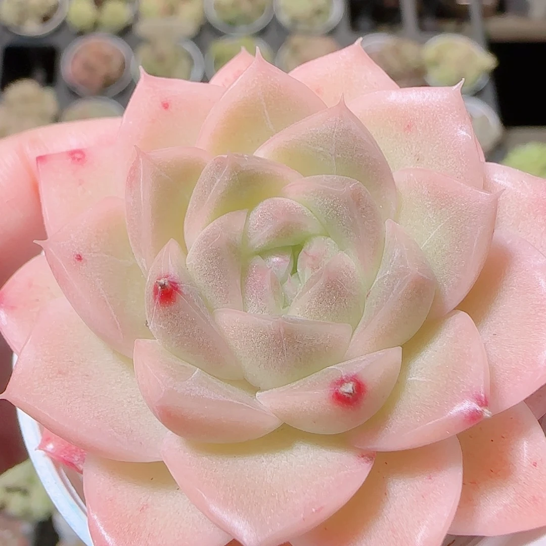 花语逸镜1120-310