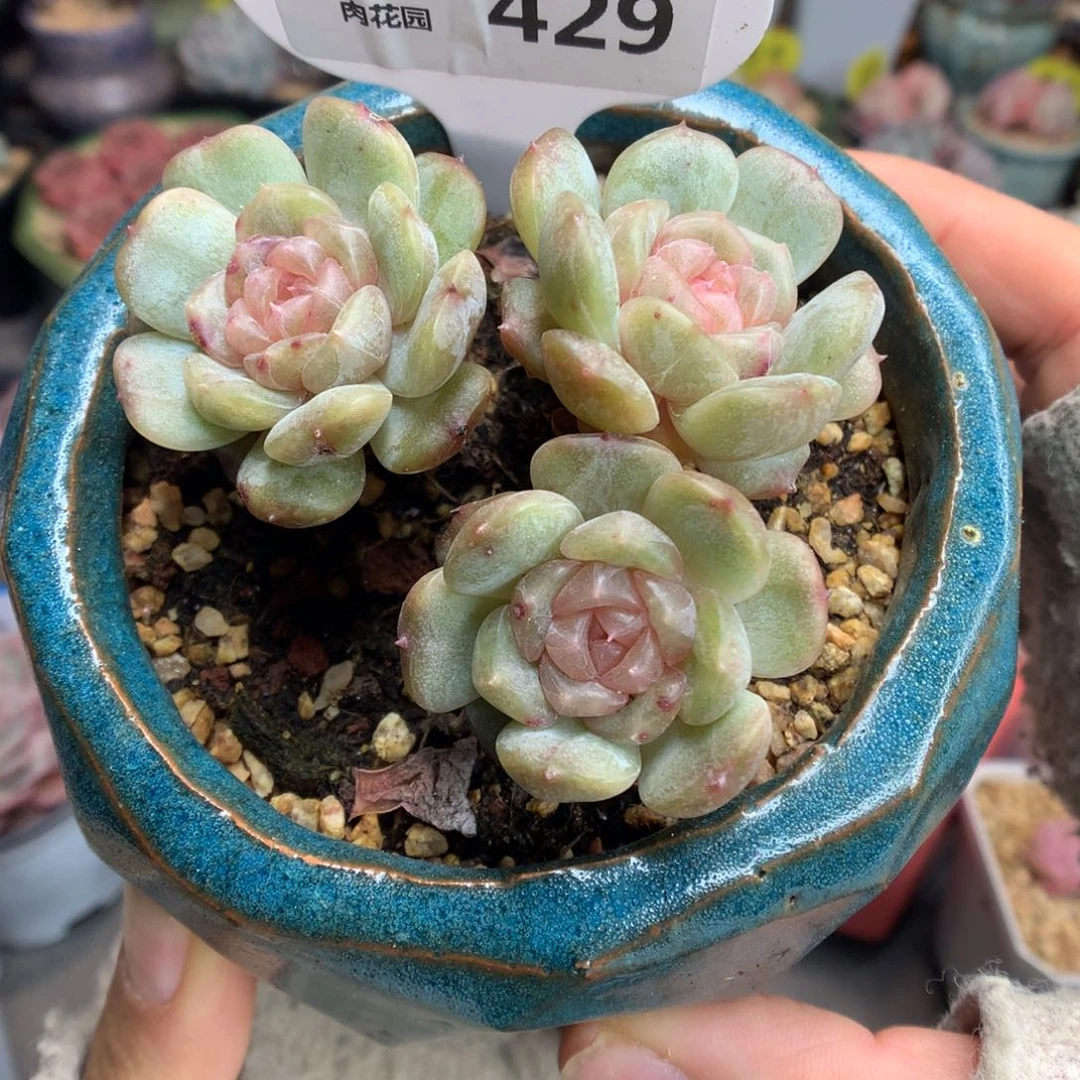 429白色恋人多肉植物