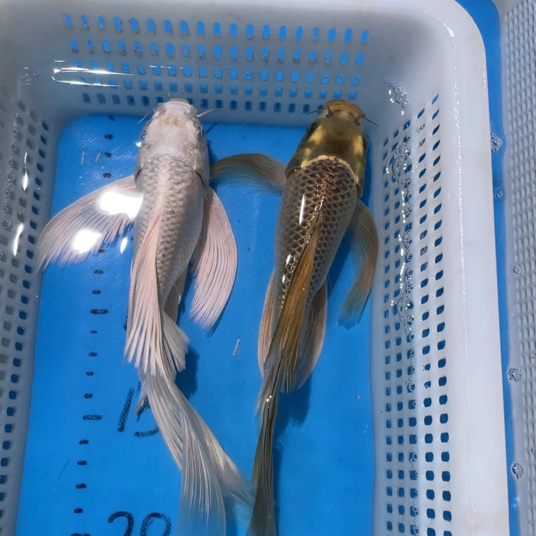 锦鲤锦鲤包邮包售后