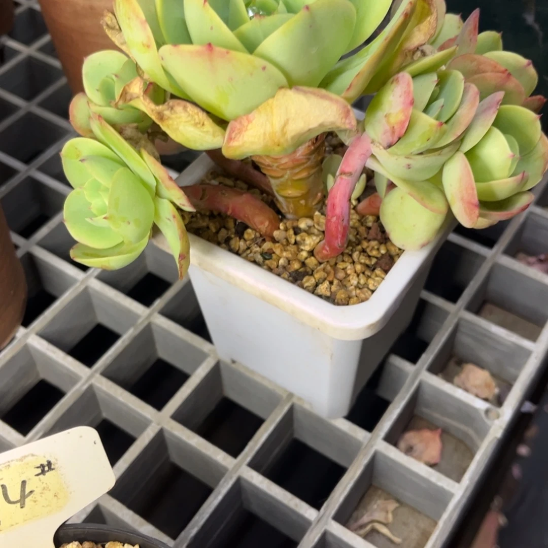 小碧桃多肉满38发货