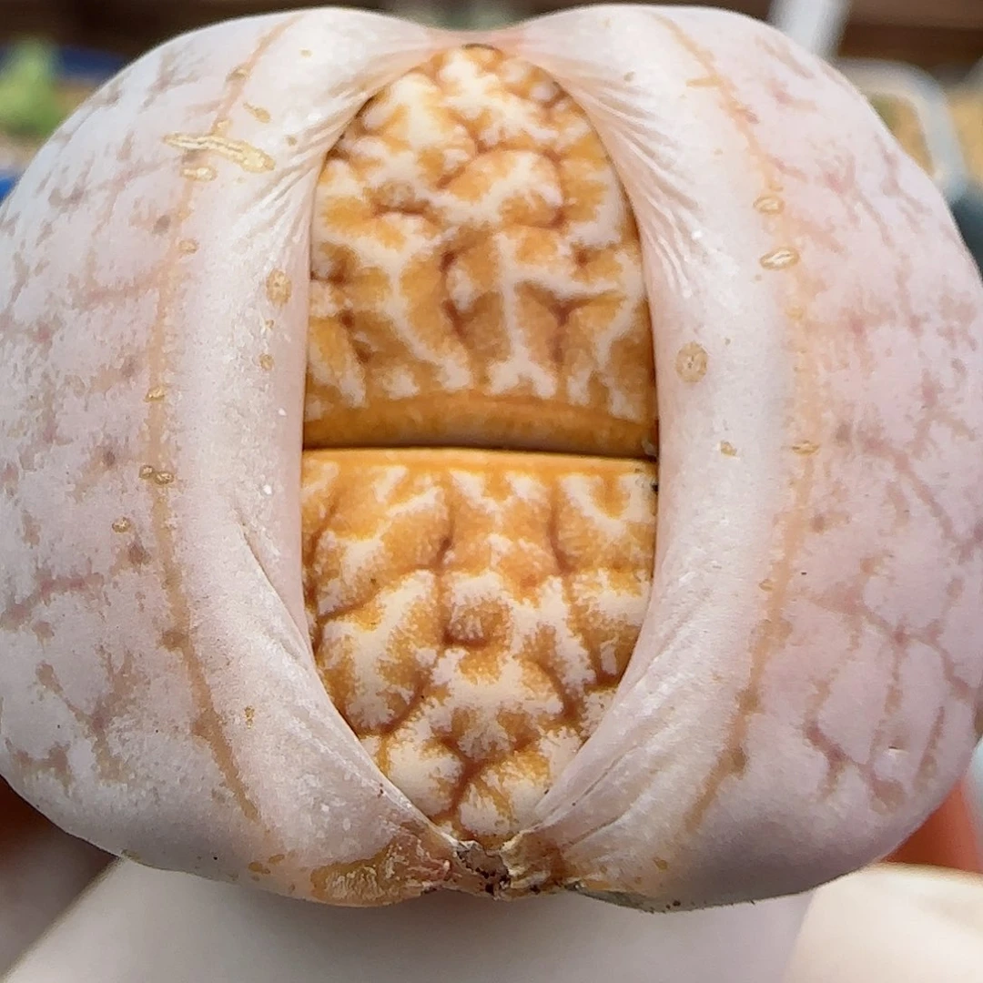 888山脉拿铁福利