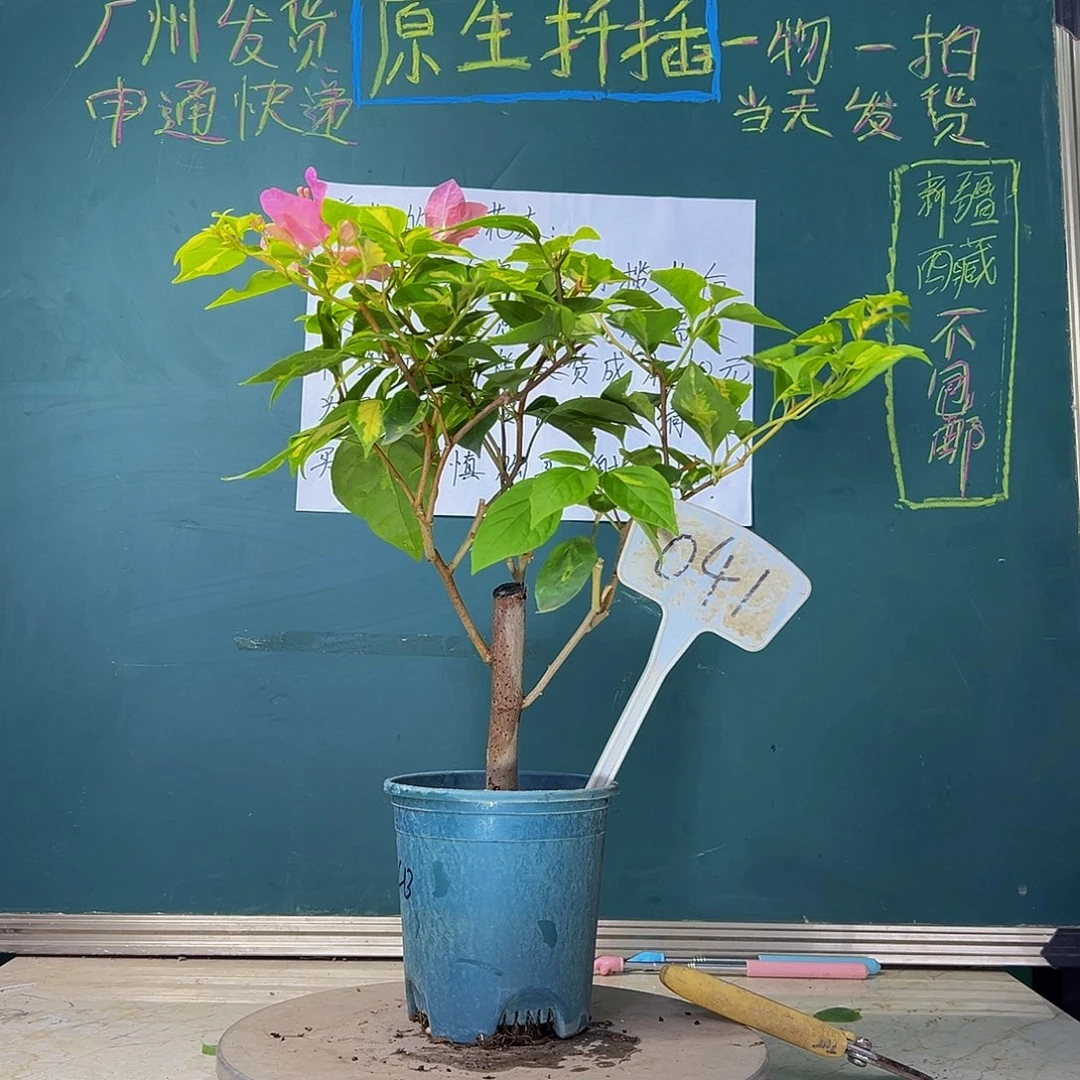 当前无花栽培后可以开花  金心橙白  041