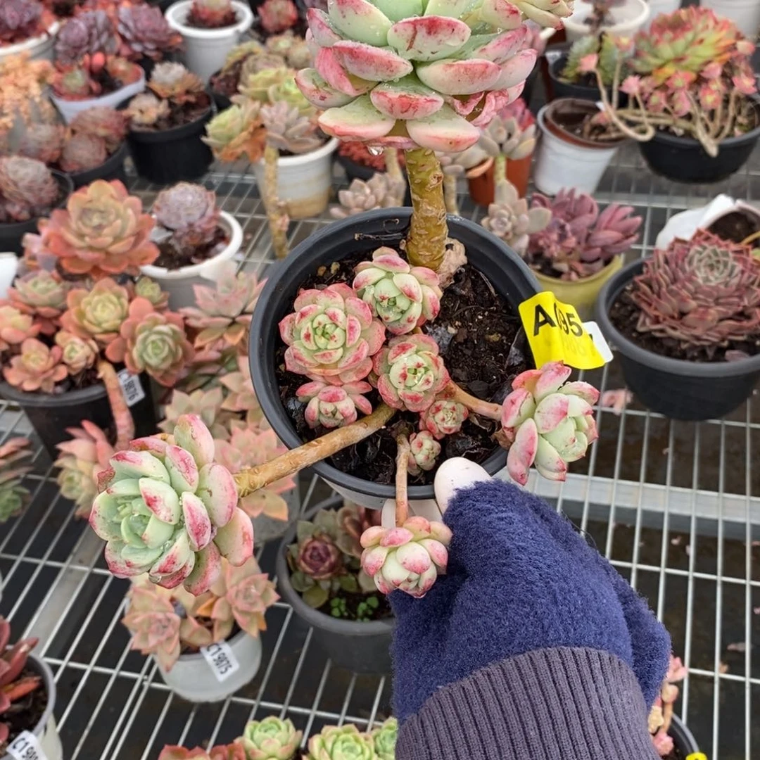 095香草多头一物一拍