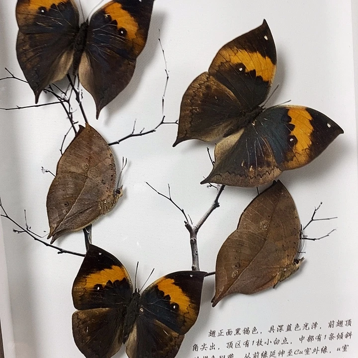 大理石磁石枯叶蝶10寸5只