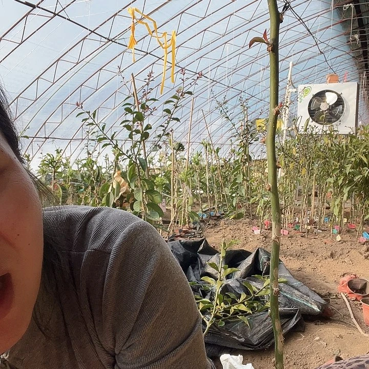 菁***菁6226青青叶仙直杆三颗