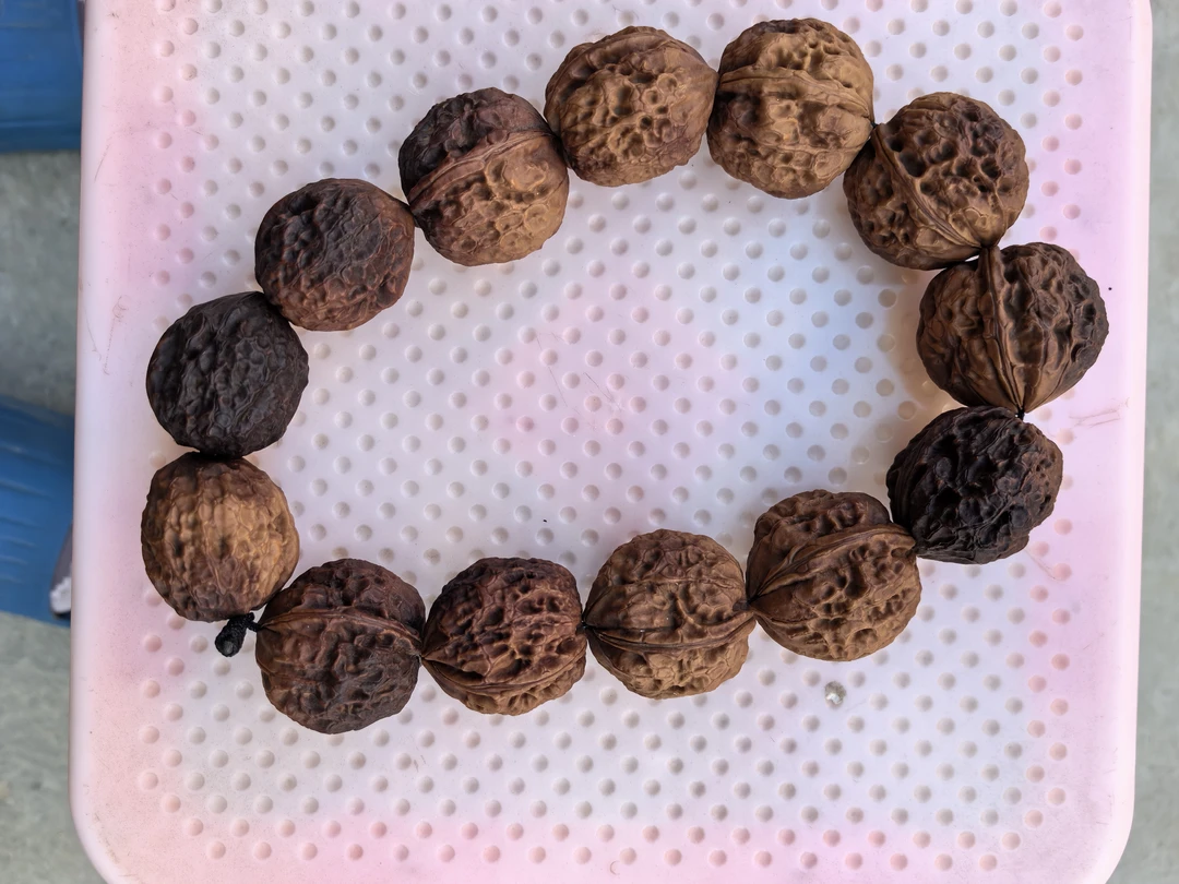 云南铁核桃赤火琉璃手串36mm,13颗籽