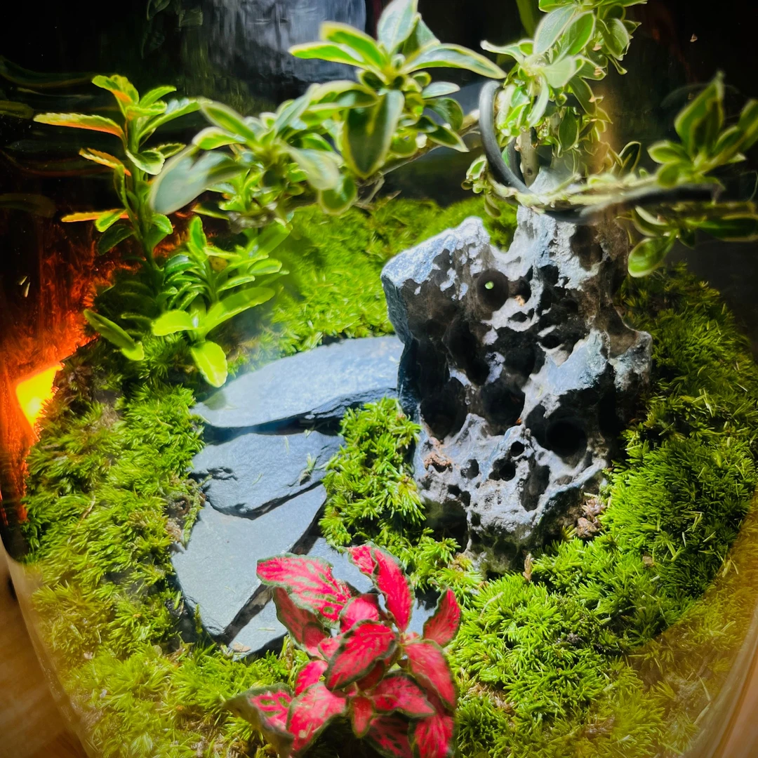 【步步高升】苔藓微景观创意桌面绿植造景植物摆件高端礼物