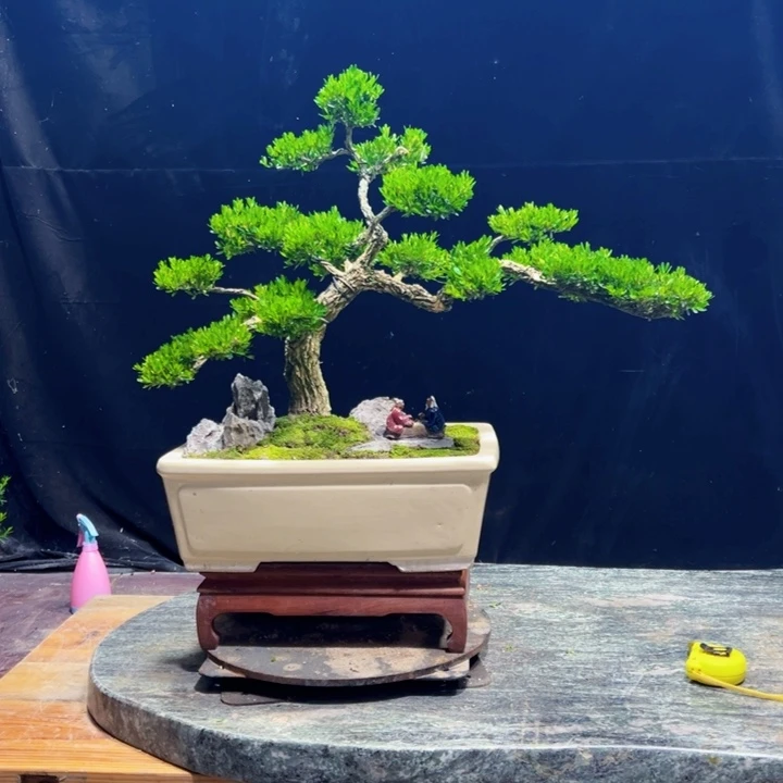 无花朵广东黄杨四季常青