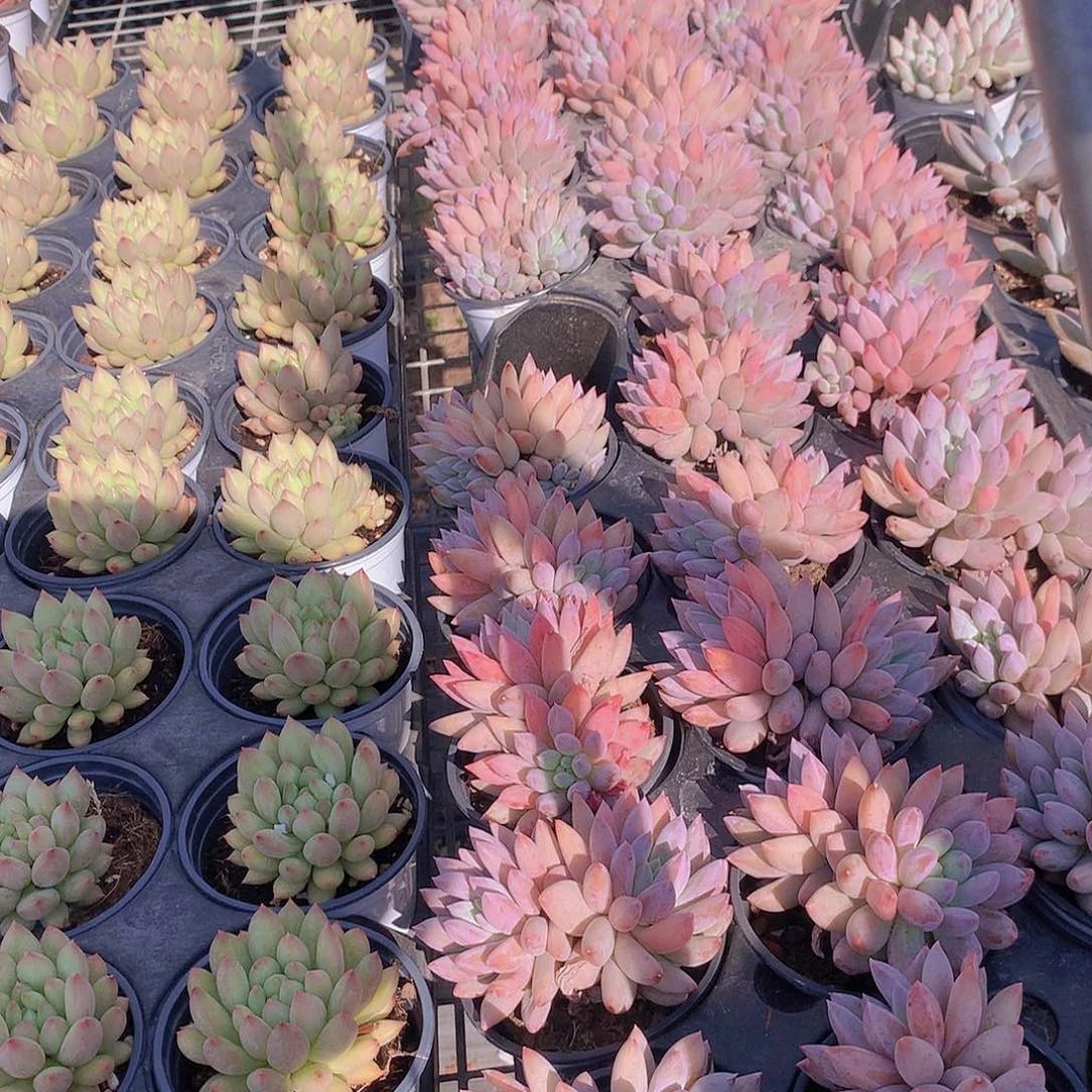 所罗门357788“卡啦啦啦啦啦啦