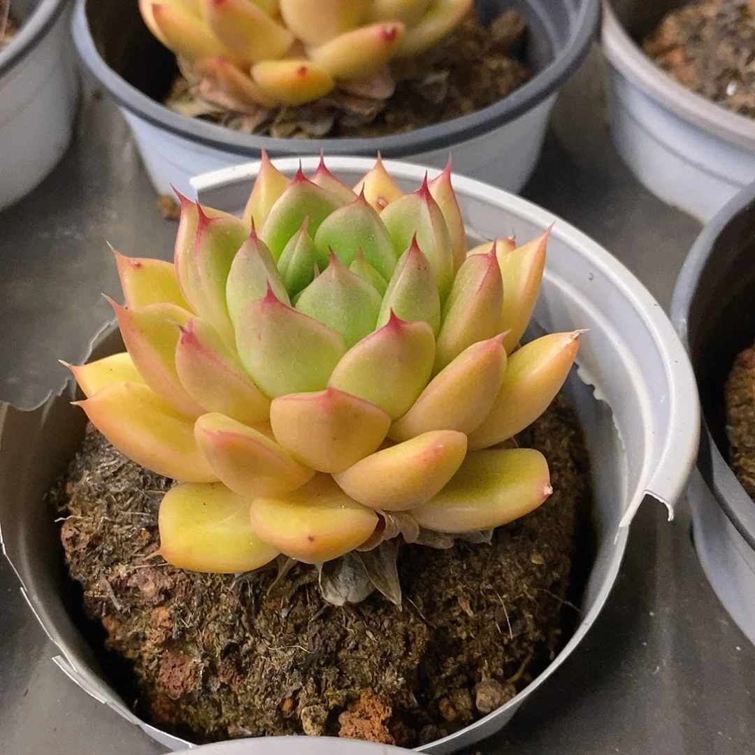 124。单头春春珍妮。福利多多