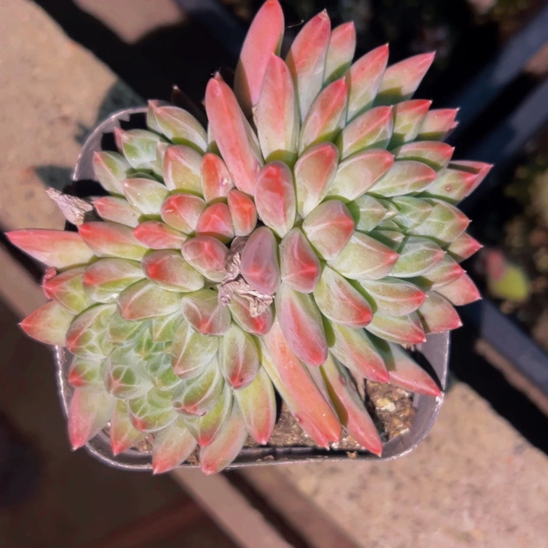 桔云多肉美人精品系列