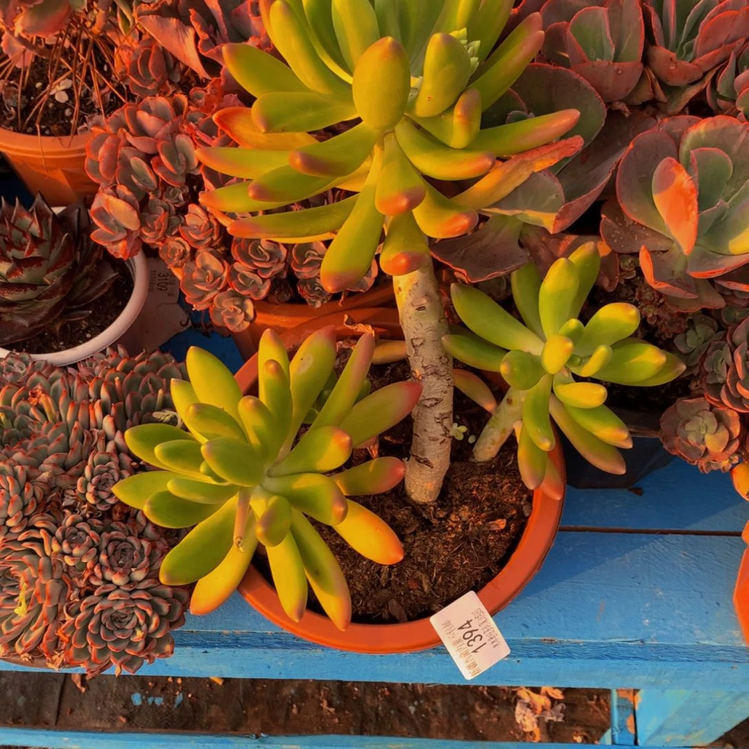 微***泡1394金蝉多肉