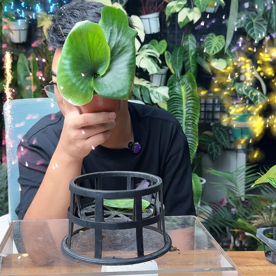 元***生无花朵一物一拍D128