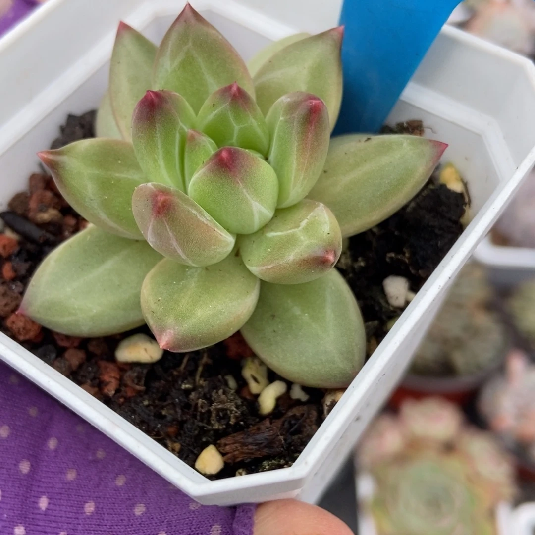 861美人多肉植物多肉