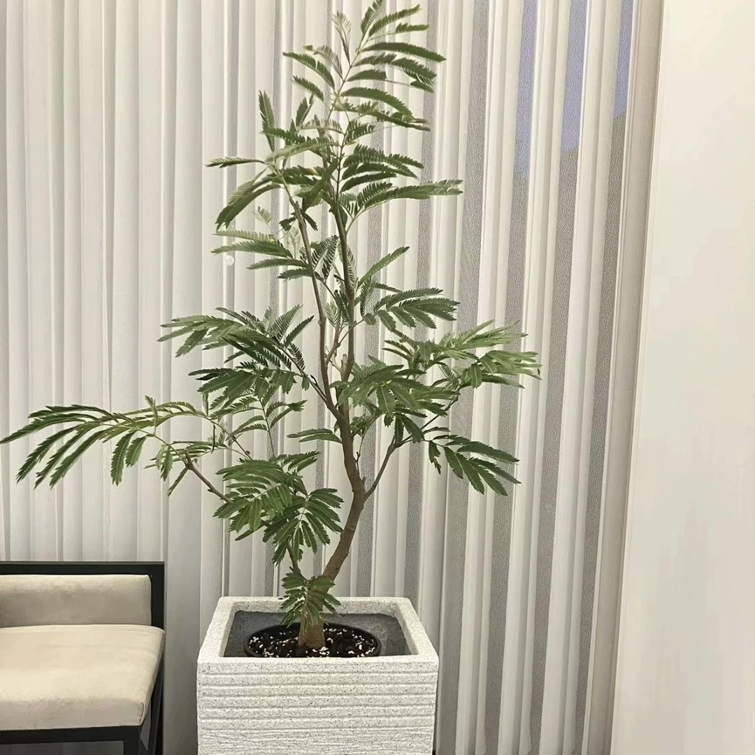 密叶猴耳环 进口室内耐阴好养四季常绿盆栽植物ins风网红观叶