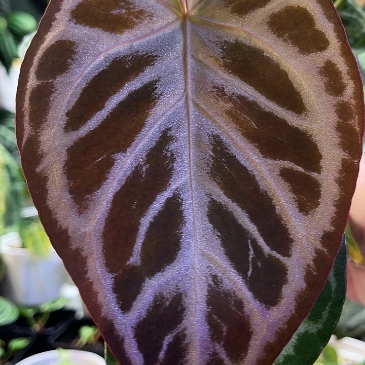 完全开放银色衬裙