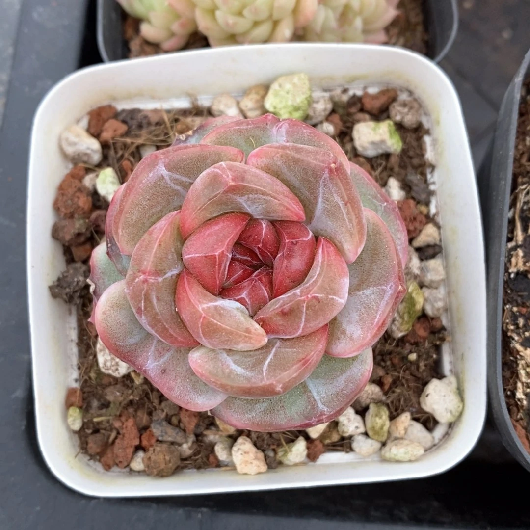 精品多肉一物一拍不包整110