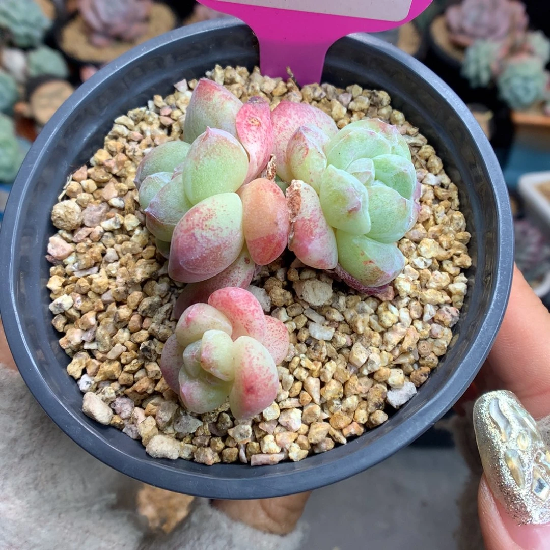 130冰玉石化多肉植物