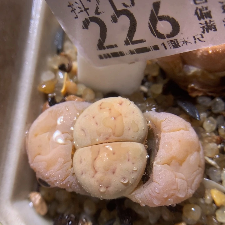 精品生石花213.226留蝶