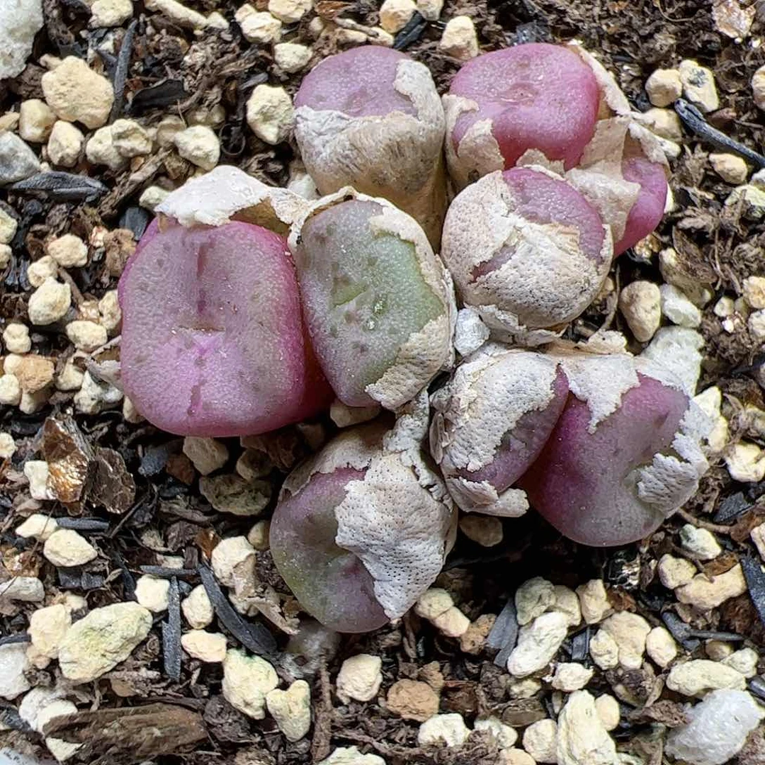 【闪购商品】312 紫方碗