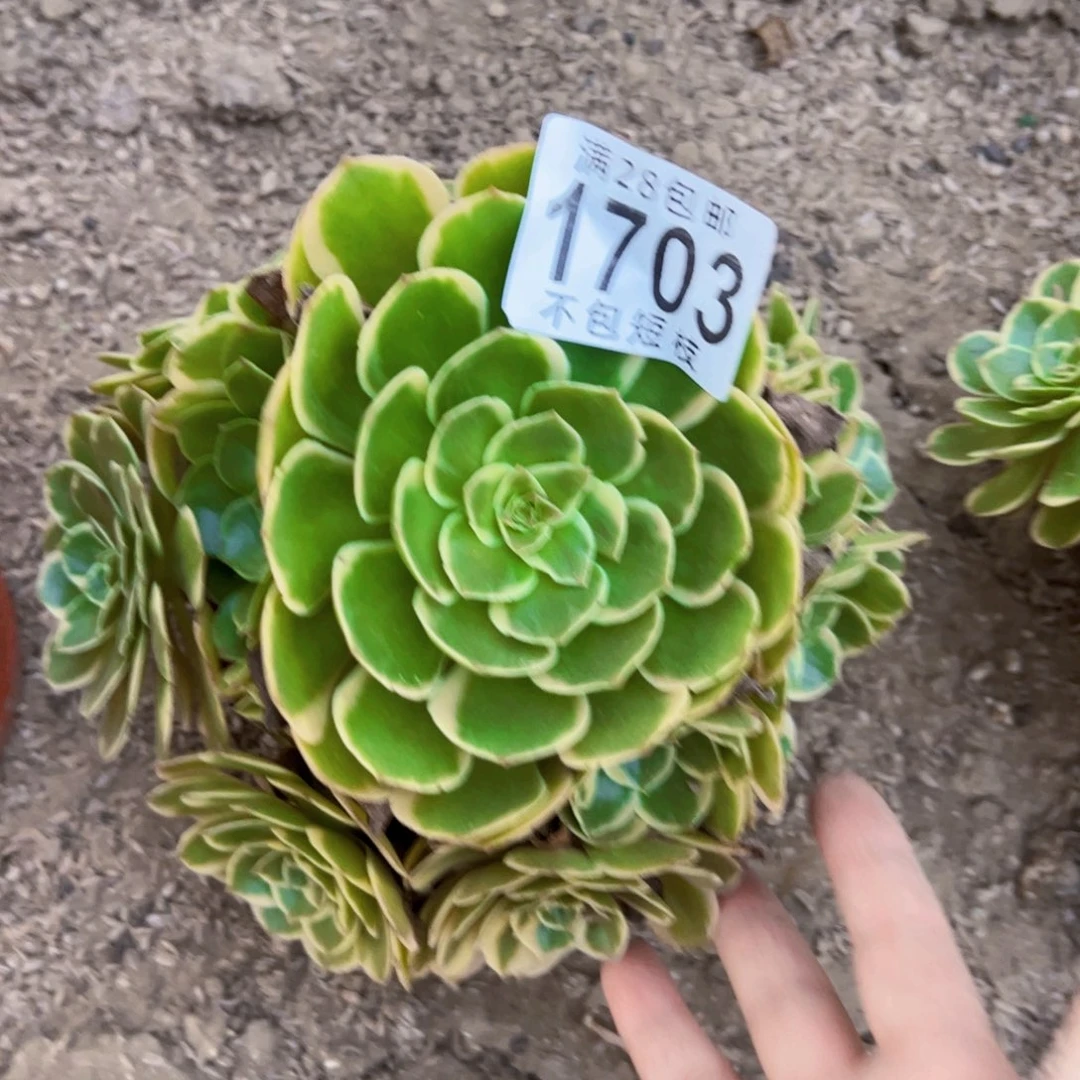 1703夜宴多肉植物法师