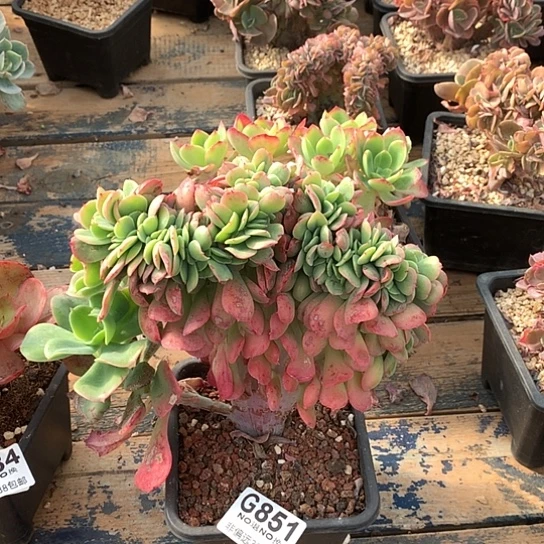 红颜容缀851 全场亏本处理默认微瑕7-8天发货